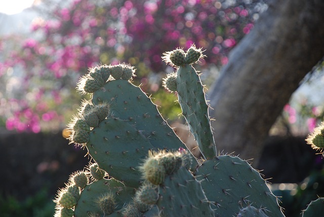 detail kaktusu